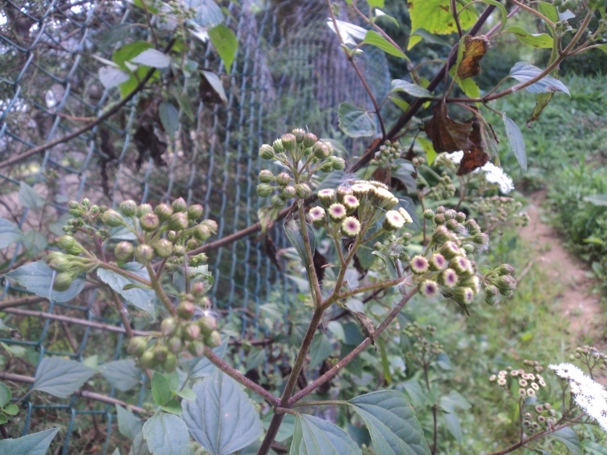 Ageratina adenophora (Spreng.) R.M.King & H.Rob.